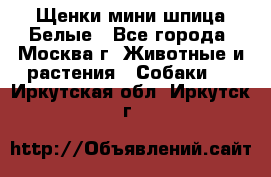 Щенки мини шпица Белые - Все города, Москва г. Животные и растения » Собаки   . Иркутская обл.,Иркутск г.